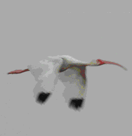 ibisflying.gif